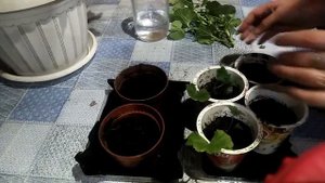 Как укоренить или посадить черенки герани ПЕЛАРГОНИЯ