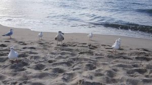 Назойливые чайки.mp4