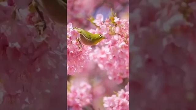 Красивая птичка 

#птичка #весна #цветы