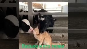 Васька и его тёлки