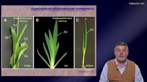 Чуб В.В. - Молекулярная генетика развития растений - 8. Морфогенез листа
