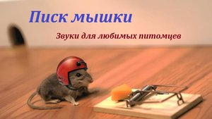 Писк мышки. писк мыши. Звуки для любимых питомцев