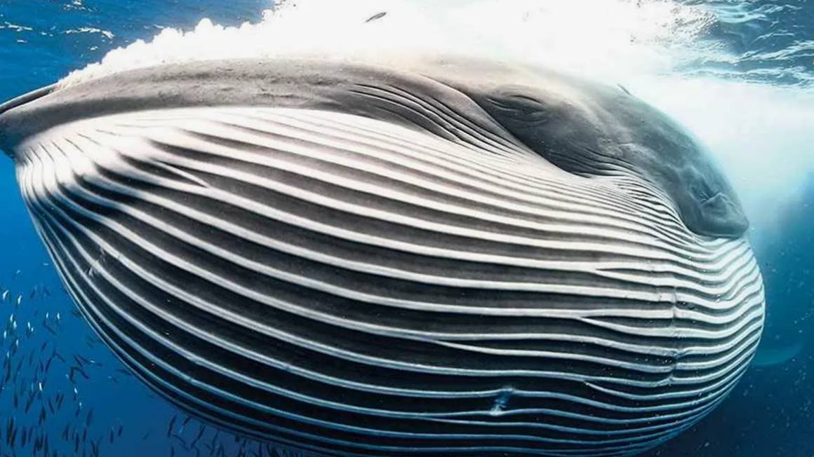 Акулы и усатый кит полосатик Брайда. смотреть онлайн