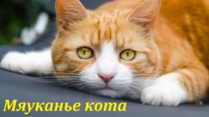 Мяуканье кота. Звуки для любимых питомцев