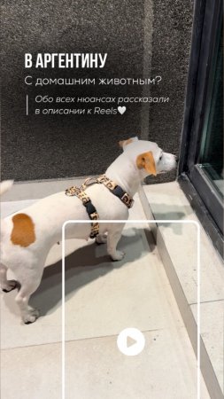 К нам летят с животными 🐕🐩🐈