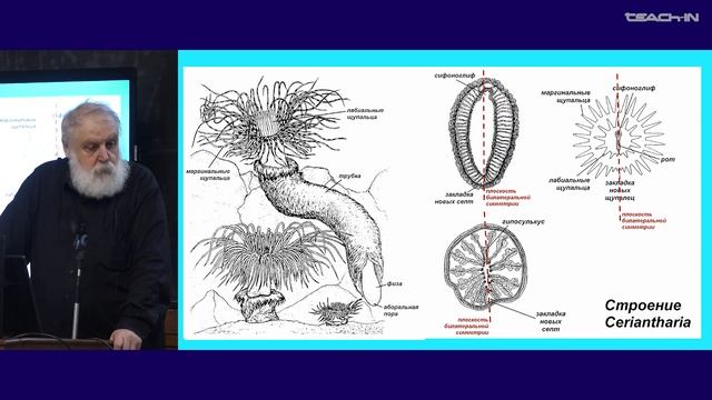 Малахов В.В. - Зоология беспозвоночных - 8. Тип Cnidaria (Стрекающие). Подтип Anthozoa