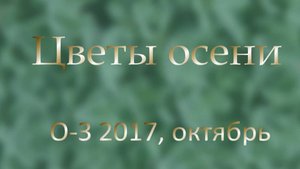 Цветы осени в г. ОЗ