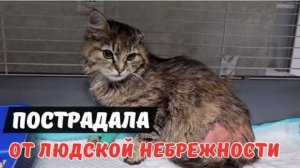 Спасение кошечки попавшей в беду. Кошки Задонского монастыря.