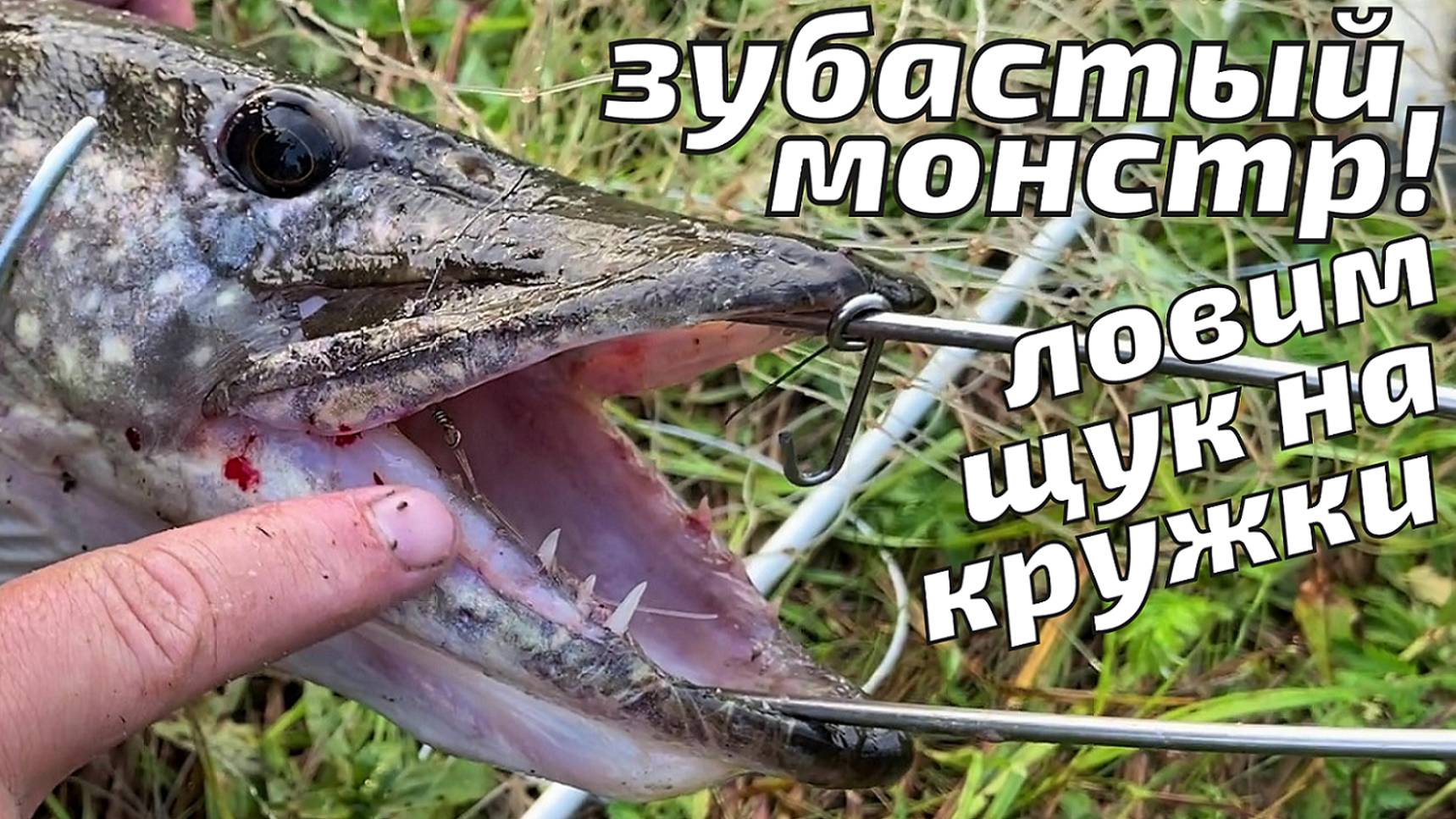 Зубастый монстр! Попалась щука на кружок!