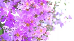 Летний вальс