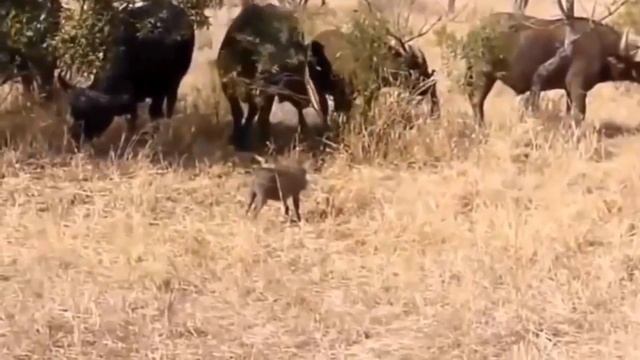 Top Best Warthog Attack Leopard Save baby, tiger Snatch Prey From Crocodile, Lion Attack Buffalo