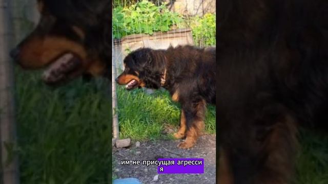 Если скрестить немца с кавказцем #dog #laryzhik #собаки #породы #собака  #породысобак #топ #метис