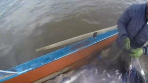 Лососевая путина на реке амур №2.mp4