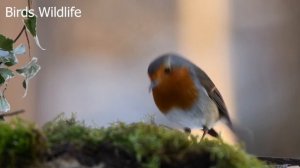 Birds Flying in Slow Motion | Birds Flying | Sparrow Birds Flying | Bird Wildlife