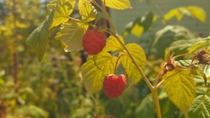 Одна минута сбора ягоды