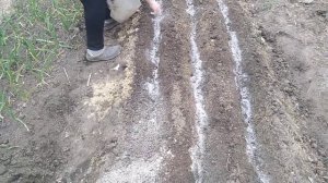 Как удобно и практично посеять морковь