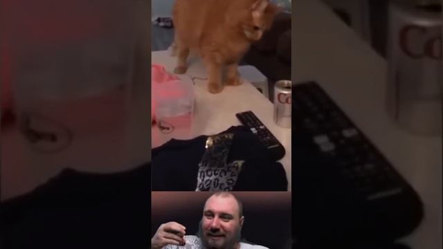 вот же пушистый лучшиеприколы приколы смешныевидео юмор nubas_live