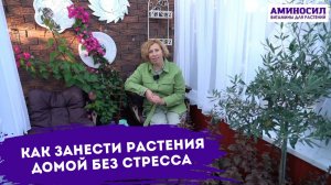 Как занести домой растения на зиму без стресса