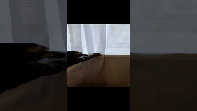 Война кота и шторы юмор смотреть онлайн