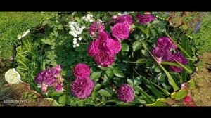 Roses 2023( фото)