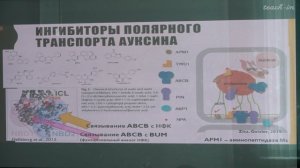 Лабунская Е.А. - Рост и развитие растений - 4. Рецепция и передача ауксинового сигнала. Часть 1