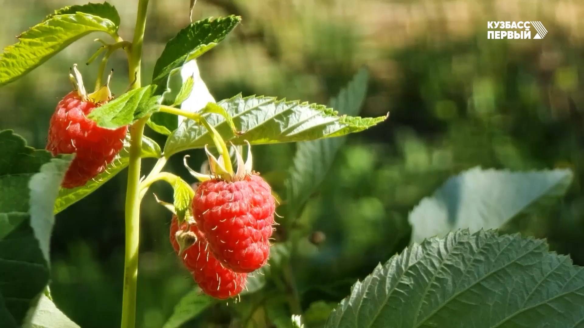 Деловой разворот. Курс на диверсификацию экономики региона. Переработка дикоросов