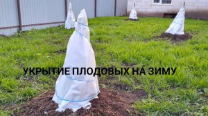 Укрытие плодовых деревьев на зиму.