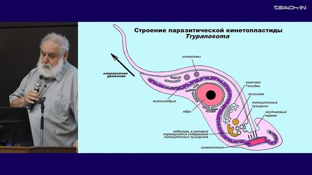 Малахов В.В. - Зоология беспозвоночных - 2. "Надцарство" Excavata