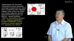 Дубынин В.А. - 100 часов школьной биологии - 1.27. Сон и бодрствование