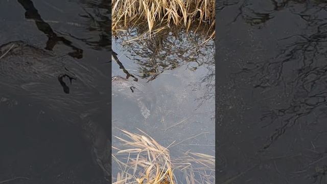 бобер снова клюет