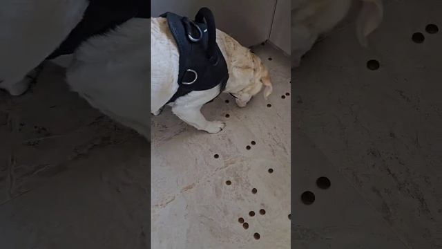 Лабропылесос #лабрадор #пылесос #shorts #labrador #vacuumcleaner