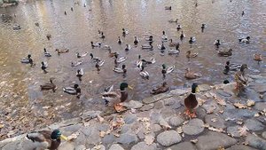 утки в парке