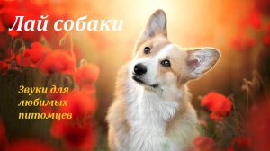 Лай собаки. Звуки для любимых питомцев