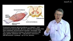 Дубынин В. А. - 100 часов школьной биологии - 1.3. Мышцы и движения