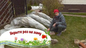 Как подготовить розы к зиме в холодных регионах России. Опыт зимовки роз в Владимирской области.