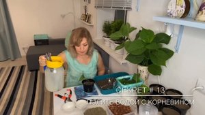 Размножение   ГОРТЕНЗИИ «Букет Роуз» Черенками. 100% результат от Хозяюшки
