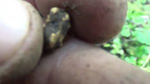 Мою самородное Золото в ручье!