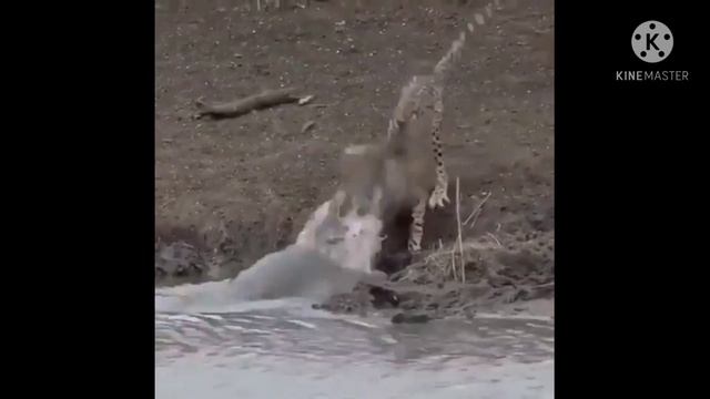 HOW A DANGEROUS JAGUAR AND LEOPARD ATTACK THEIR PREY смотреть онлайн