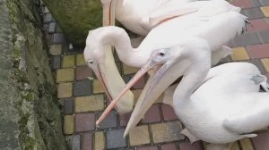 Парк львов Тайган. ЗООПАРК СКАЗКА ЯЛТА. НА МЕНЯ НАПАЛИ ПЕЛИКАНЫ. Олег Зубков. (1 часть).