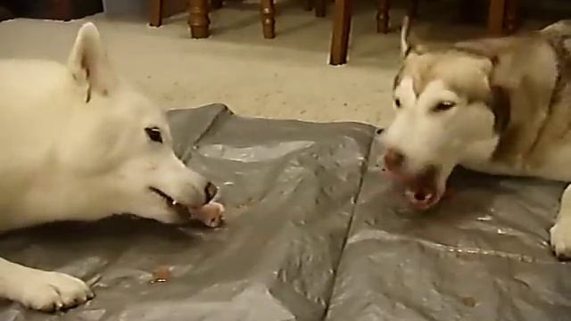 Prey Model Raw - Turkey Drumstick смотреть онлайн