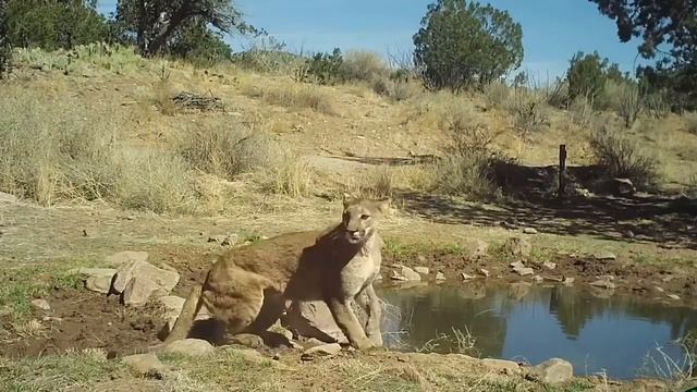 Mountain lion kills a coyote смотреть онлайн