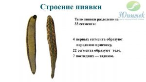 Структурно-функциональная организация медицинских пиявок