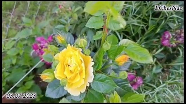 Roses 2023, part 1