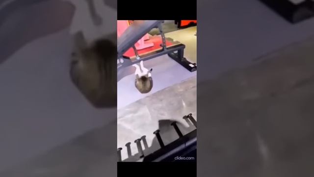 кот гигачат 💪😾🤜👽