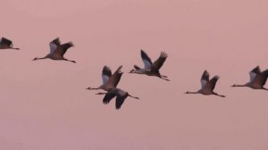 COLORKER коллекция MUSE