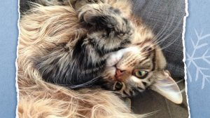 Аудиокнига «Кошка - это вам не кот». Наталья Каледина. Читает автор. Глава 1