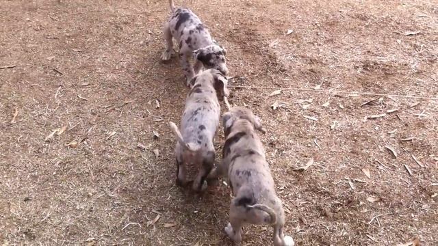 American Bandog Mastiff puppy prey drive test смотреть онлайн