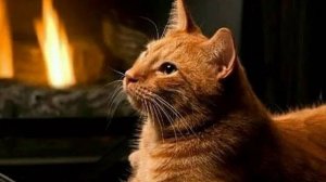 Добрый Вечер - Пожелание доброго вечера