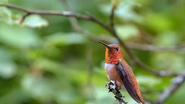 2015 birding trip to Vancouver смотреть онлайн
