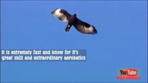 Top Birds Of Prey Attacks | Golden Eagle | Bald Eagle | Osprey | Peregrine Falcon | Great Grey Owl